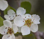 Sandhill hawthorn